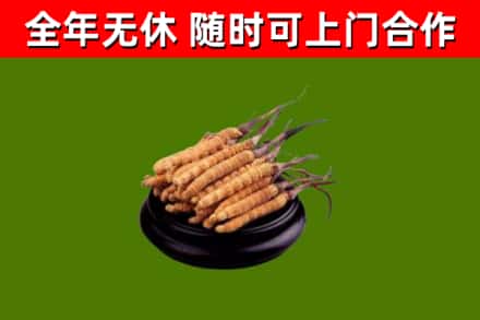 潞城回收冬虫夏草