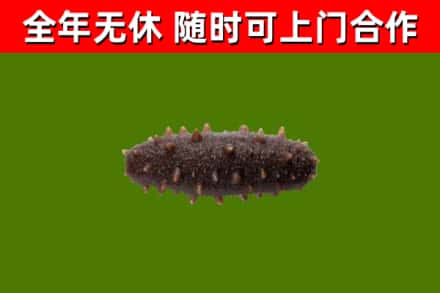 潞城回收海参干